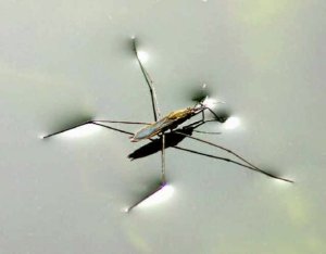 Tensione superficiale